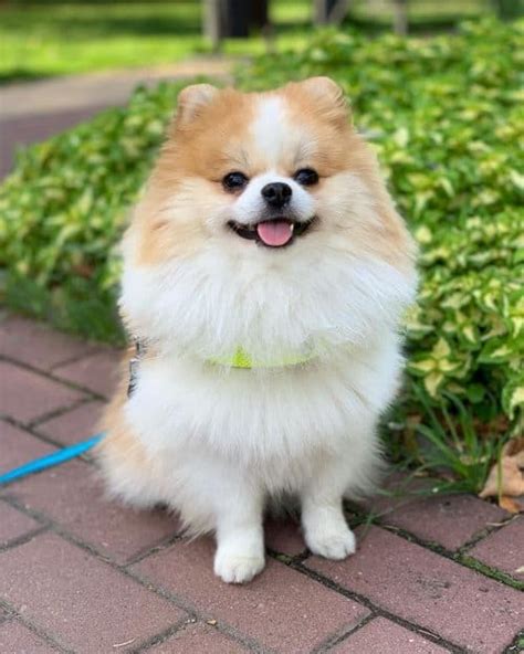 Why The Fluffy Pomeranian Is The Best Companion K9 Web