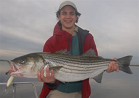 With Striped Bass Wed Better Pay Attention Marine Fish Conservation