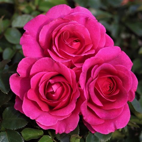 Timeless Purple Uk Potted Rose Colin Gregory Roses Ltd
