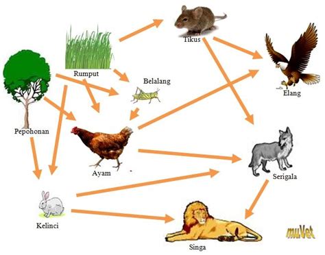 Rantai makanan merupakan model yang menunjukan aliran energi nutrisi dari satu organisme ke organisme lain dalam suatu ekosistem. Hasil gambar untuk jaring jaring makanan di hutan | Hutan, Gambar, Makanan