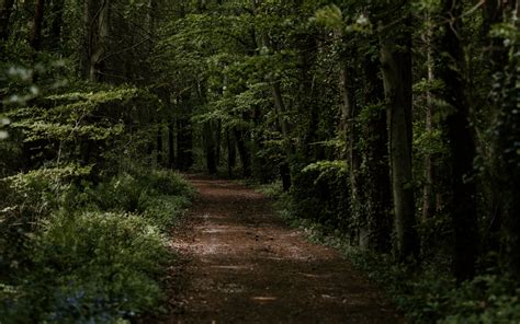 Download Wallpaper 3840x2400 Forest Trees Trail Turn Vegetation 4k