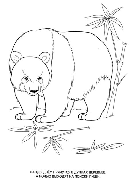 Wild Animals Coloring Pages For Kids To Print For Free
