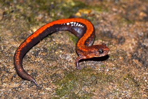 Eastern Redback Salamander Plethodon Cinereus Long Island New