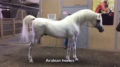 Arabian Horses حصان عربي اصيل فحل من ابناء البطل اي جي اربينو - YouTube