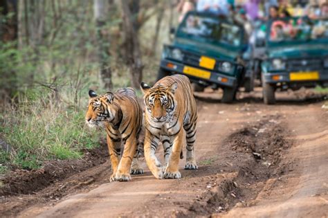 Top Best Wildlife Sanctuaries National Parks In Odisha Odishaat