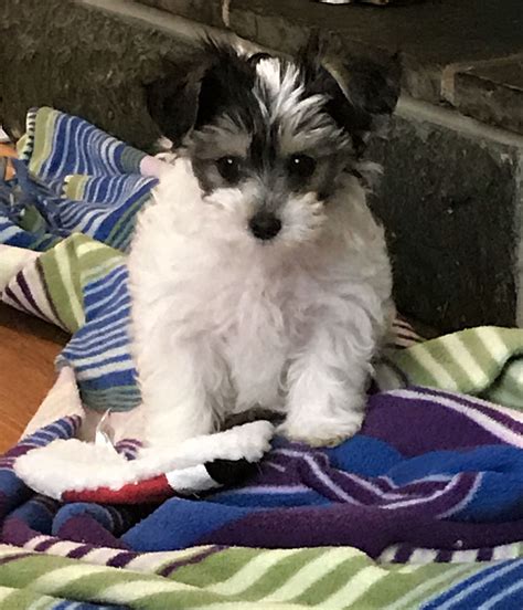 My Yorkie Poo Pup Loki ️ He Is Black And White Parti And Absolutely