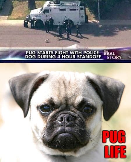 Pug Life Is Thug Life Imgflip