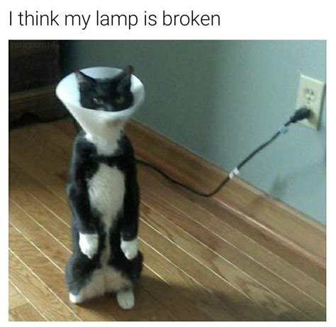 50 Fresh Memes Guaranteed To Make Your Day Animals Cat Memes Funny