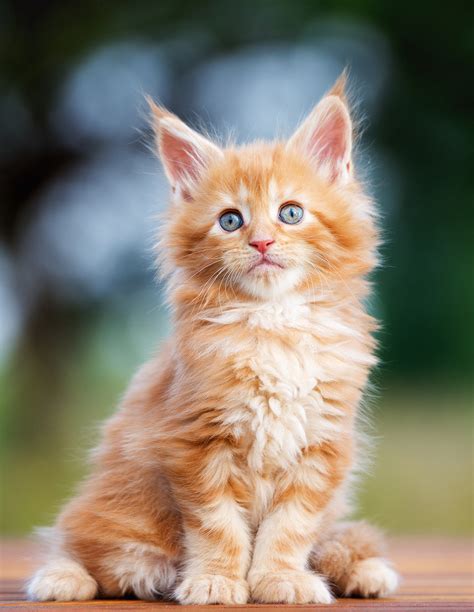 They are called the gentle giants and the dogs of the cat. Maine Coon Cat Names! Over 200 Brilliant Ideas For Naming ...