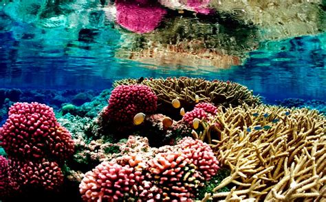 Heat Tolerant Algae Could Rescue Coral Reefs Al Jazeera America