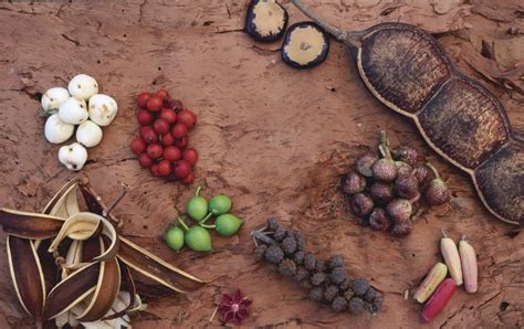 A Guide To Bush Tucker Australias Native Foods
