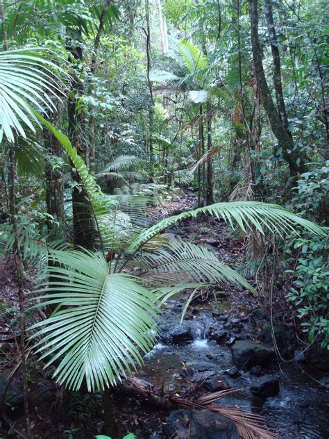 Daintree Rainforest Tropical North Queensland 2008 Daintree