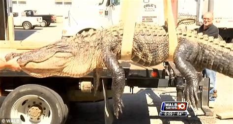 Georgia Hunter Chad Young Captures 13 Foot Alligator Daily Mail Online