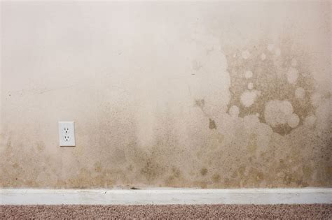 But i saw a small black circle a few bugs, it's legs under them, as a very fast moving, but dot.there glance then i saw many of them on a wall of the house what are they? Mold Resistant Drywall - Guarantees a Mold-Free House?