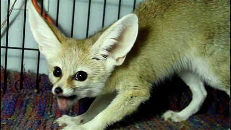 Scout The Fennec Fox Yipping While Having A Treat Youtube