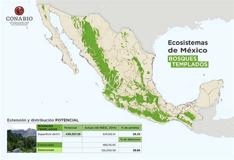 Bosques Templados Biodiversidad Mexicana