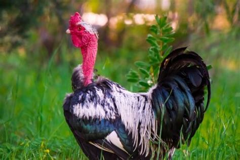 Naked Neck Turken Chicken Hatcheries And Breeders — The Featherbrain