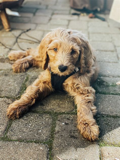 The Truth About Owning A Goldendoodle By Kelsey Boyanzhu