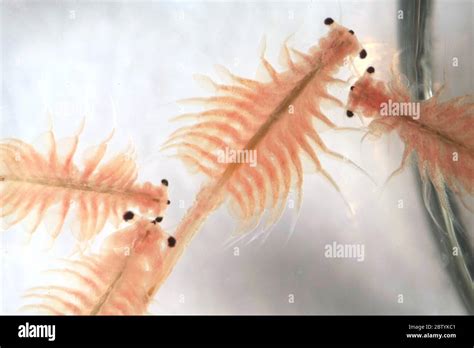 Super Macro Close Up Of Artemia Salina A 100 Million Old Species Of Brine Shrimp Aquatic