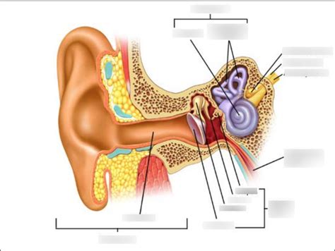 Anatomy Of Outer Ear