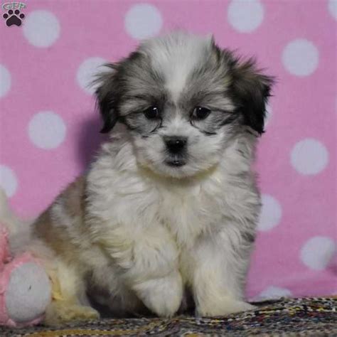 …we came across a cool website which you may take pleasure in. Puppies For Sale In Pennsylvania ` Puppies For Sale in ...