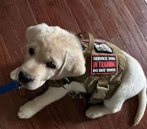2nd Annual Strolling For Service Dogs Set For April 22 Lower Bucks Times