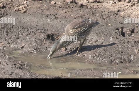 Bird Eating A Frog Stock Video Footage Alamy