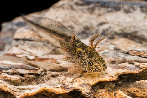 Eastern Tiger Salamander Larva Ambystoma Tigrinum Fourteen Days Since