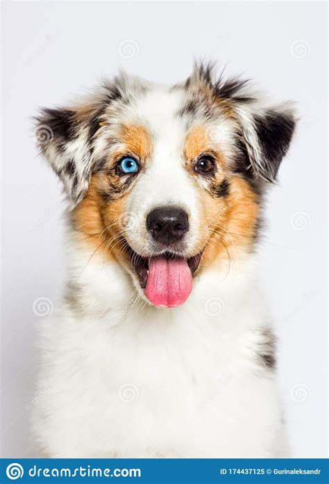 Australian Shepherd Th Blue Eyed Merle Puppy Stock Image Image Of