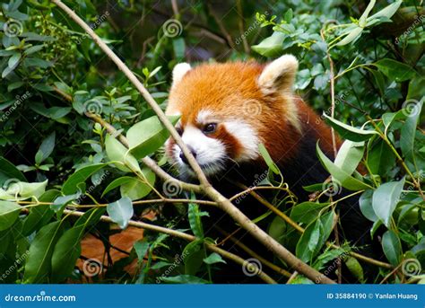 Red Panda On Tree Stock Photo Image Of Bear Panda Wildlife 35884190