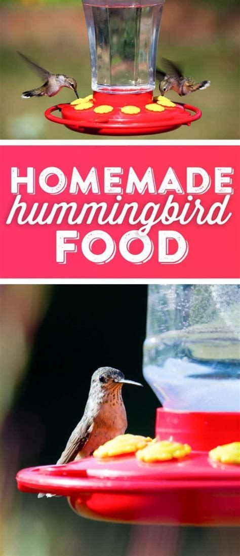 Hummingbird Food Recipe Homemade Hummingbird Food Hummingbird Food