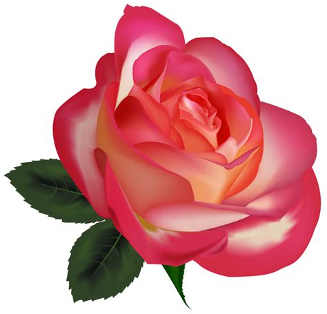 Whether you're a florist, an interior design company, a hotelier, or a romance blog, we've got the right rose pictures to suit your needs. Beautiful Rose PNG ClipArtImage