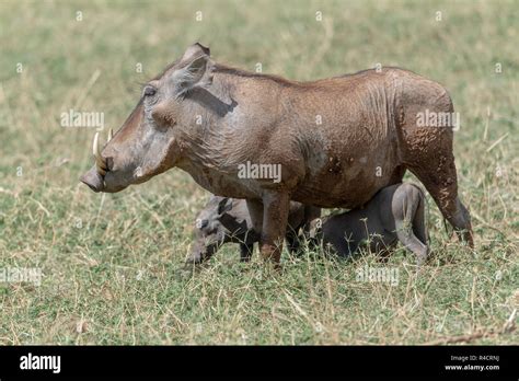 Female And Baby Common Warthog Phacochoeerus Africanus In Kenya