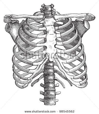 Anatomical illustration, images of the human body, pepin press. Vintage Clip Art lungs | Skeleton drawings, Skeleton art ...