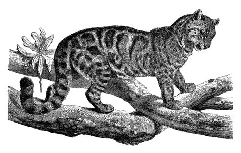 Leopard clipart big cat, Leopard big cat Transparent FREE for download on WebStockReview 2021