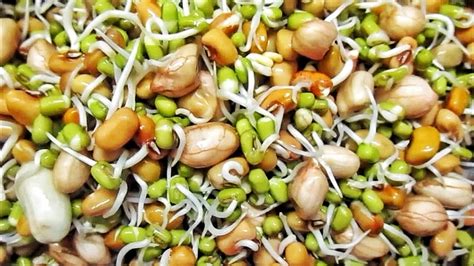 Benefits Of Sprouted Nuts మొలకెత్తిన గింజలతో ఎన్ని ఆరోగ్య ప్రయోజనాలో