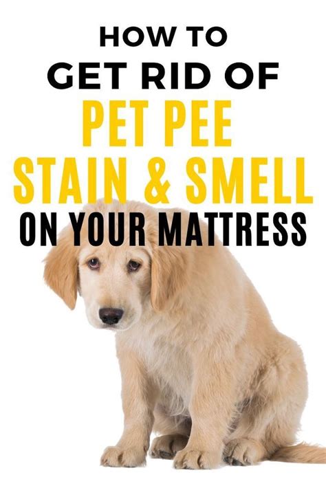 Make a natural cleaning solution mix eight ounces of hydrogen peroxide, three tablespoons of baking soda 2. How to Remove Pee Stains and Smell from Mattress | Pee ...