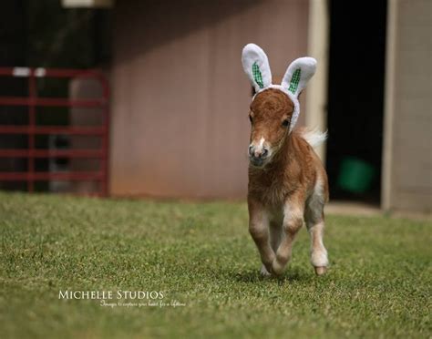 Cutest Easter Bunny Ever Baby Horses Funny Horses Cute Animal Photos