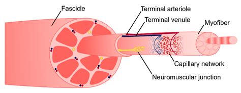 Bioengineering Free Full Text Skeletal Muscle Tissue Engineering