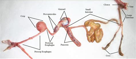 question about chicken organs found in bird see photos included backyard chickens learn