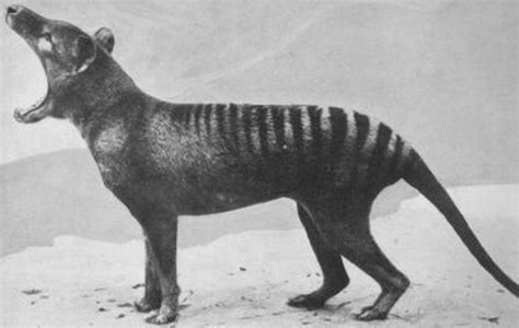This is a subreddit dedicated to the study of the thylacine, otherwise known as the tasmanian tiger/wolf/hyena. No need for disease | ConservationBytes.com