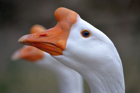 White Chinese Geese By Mtsofan On Deviantart