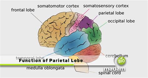 Function Of Parietal Lobe Biomadam