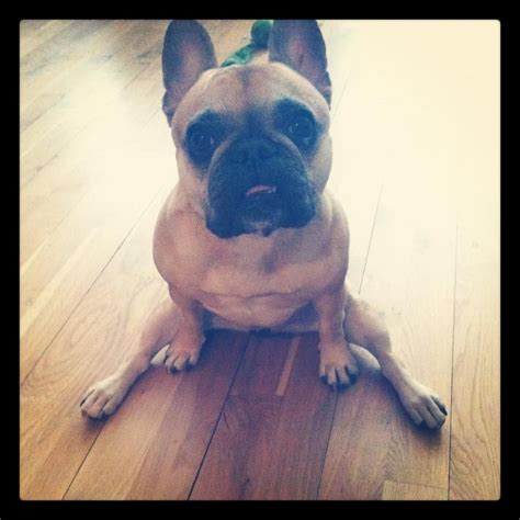 The Daily Frenchie Companion Dog Derpy Brindle French Bulldogs