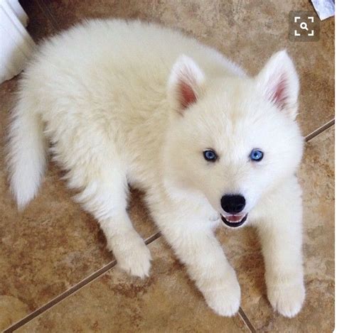These gorgeous gentle giants of a dog breed are known for their it is possible to breed siberian husky puppies from two carriers of the recessive gene (i.e. White blue eyed Husky wanted | Newmarket, Suffolk | Pets4Homes