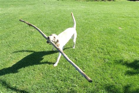 If These Dogs Carrying Big Sticks Believe In Themselves Then So Should
