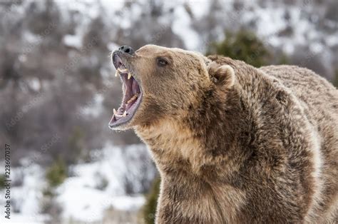 Angry Grizzly Bear Stock Photo Adobe Stock