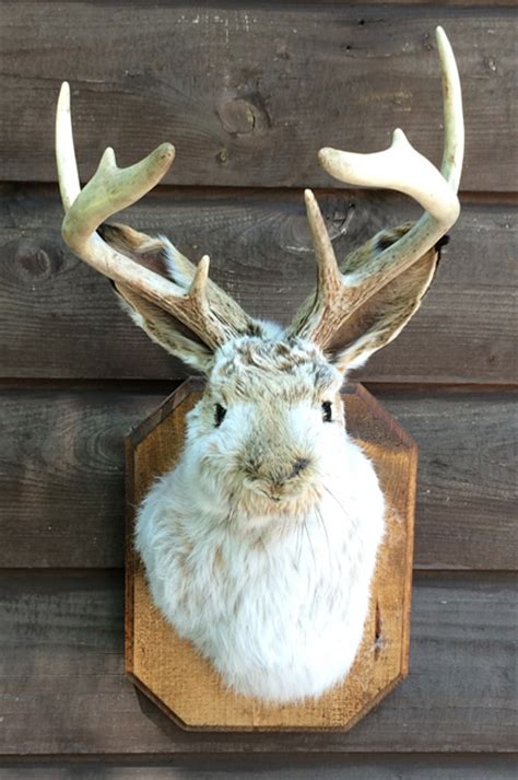 Macs Taxidermy Mooseheads For Sale Taxidermy For Sale Taxidermy