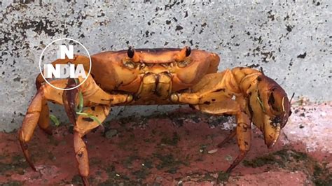 Crab In India Crab From Rural Area Of Maharashtra Crab Walking