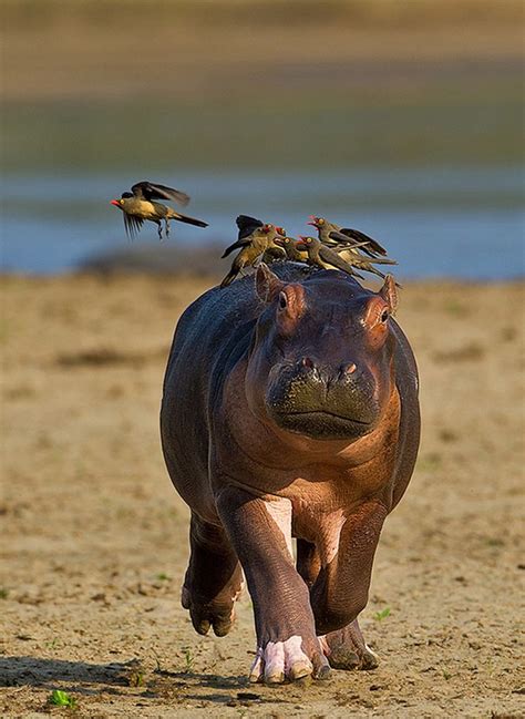 Predators And Preys Baby Hippo Hippopotamus Animals Wild